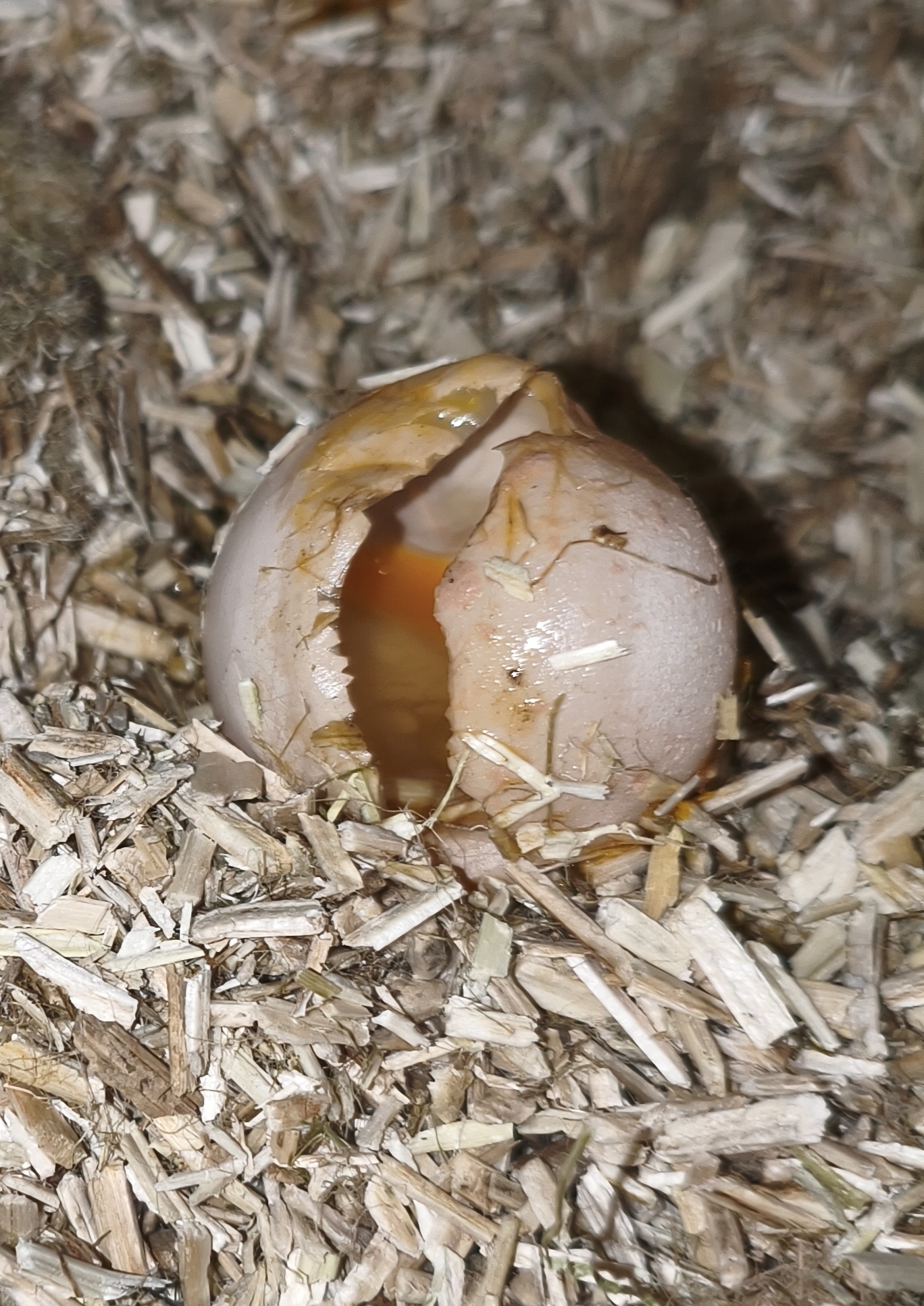 Ei